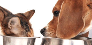 El mercado de las mascotas: una industria en ascenso sabes-cuánto-vale-la-industria-de-las-mascotas